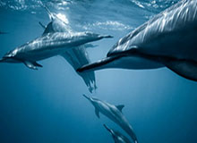 【欧冠】维特塞尔远射致胜 多特客场2比1逆转夺头名